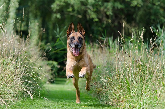 chien-malinois-course-exercice