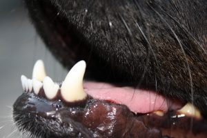 Lire la suite à propos de l’article Traumatismes dentaires chez le chien et le chat