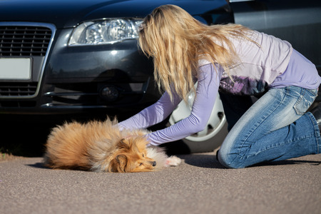 un chien accidenté par une voiture