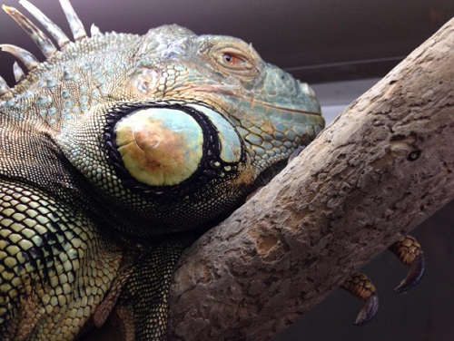 iguane sur branche - terrarium