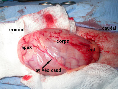 artere et veine vesicale caudale - cystotomie
