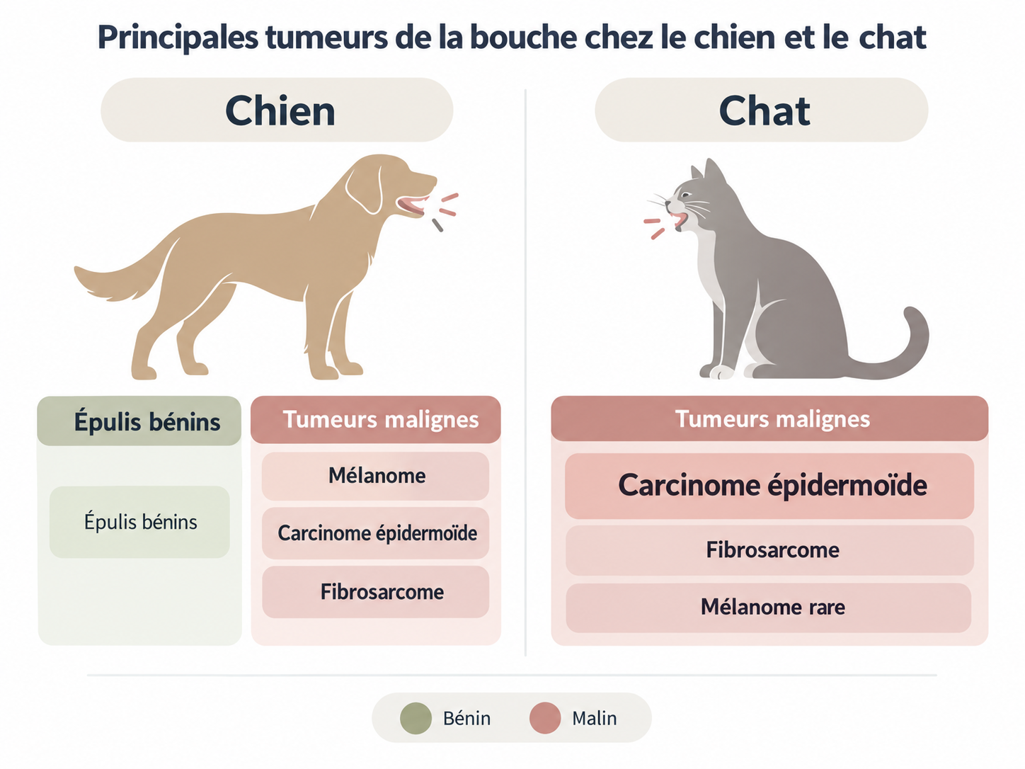 Comparaison chien et chat des types de tumeur de la bouche les plus fréquents, bénins et malins