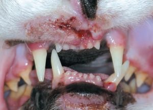 Lire la suite à propos de l’article Les fractures du maxillaire et de la mandibule chez le chat