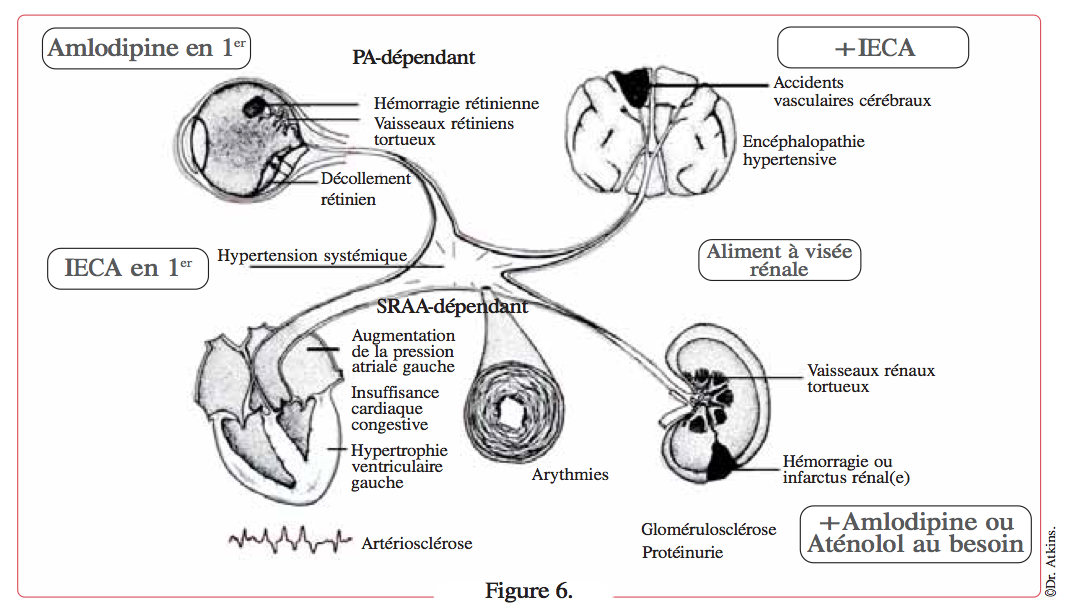 croquis-organes-touches-hypertension-chat