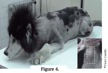 Chien souffrant d'une hypothyroïdie