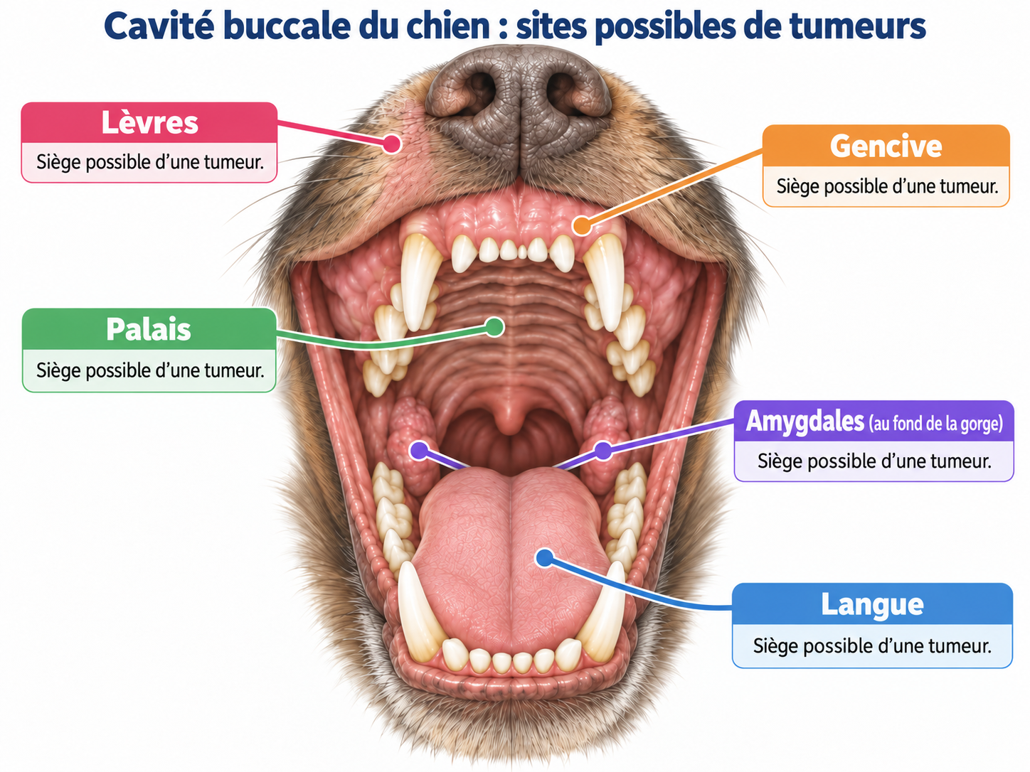 Schéma de la bouche du chien montrant gencive, lèvres, langue, palais et amygdales, sièges possibles d'une tumeur