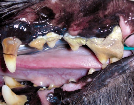 Maladie Parodontale Chien Chat Consequences Systemiques Vetopedia