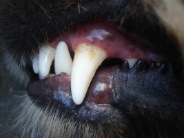 Lire la suite à propos de l’article Usage des antibiotiques en parodontologie vétérinaire