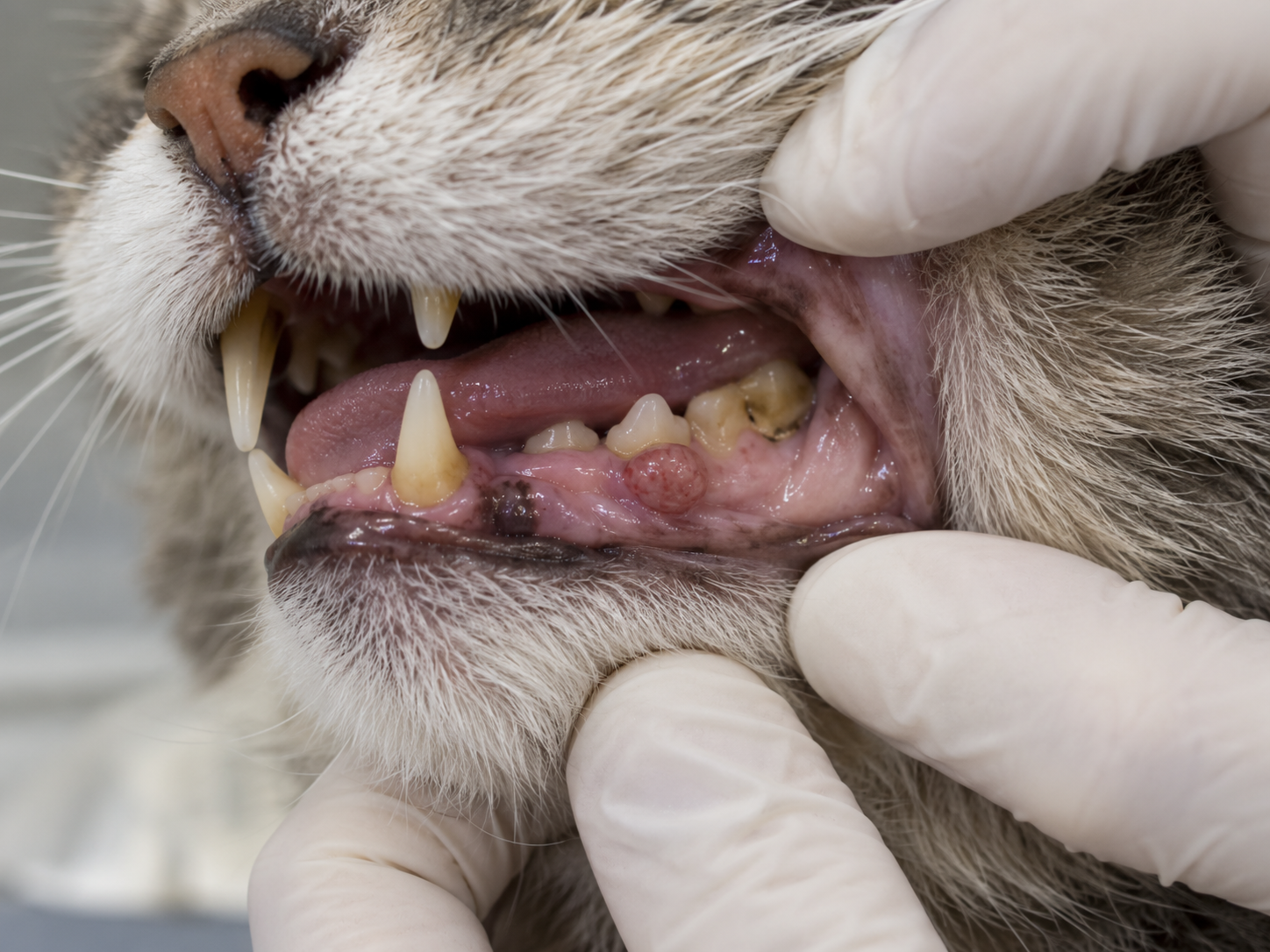 Tumeur de la bouche chez un chat : petite masse rosée sur la gencive inférieure, examinée par un vétérinaire