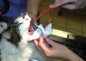 Lire la suite à propos de l’article Mortalité per anesthésique chez le chien et le chat