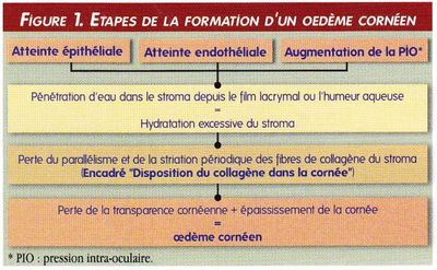 synthese etapes formation - œdeme corneen