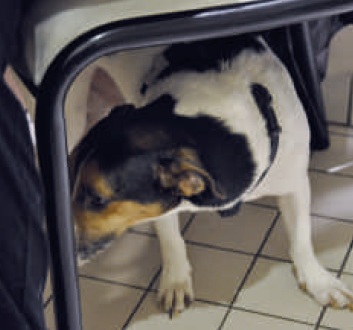 chien sous chaise - phobie