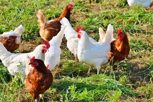 poules blanches et marrons nature - poule nez qui coule