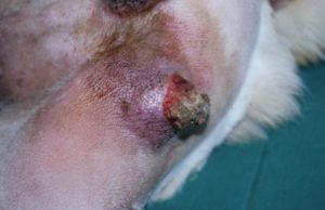 Lire la suite à propos de l’article Facteurs pronostiques des sarcomes des tissus mous cutanés et sous-cutanés chez le chien