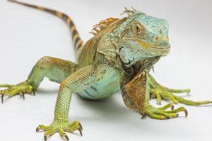 Lire la suite à propos de l’article Construction d’un terrarium pour iguane adulte