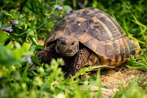 Lire la suite à propos de l’article La tortue d&rsquo;Hermann, une espèce protégée