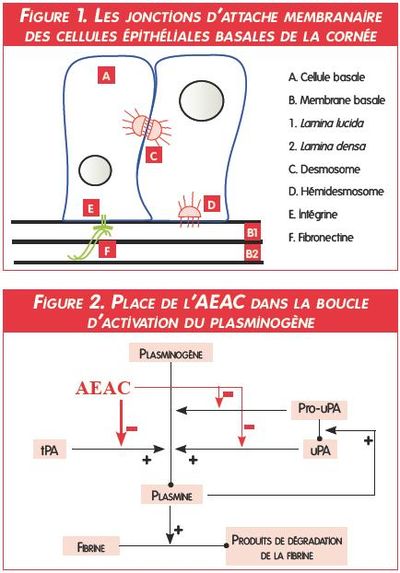 graphiques - ulcere superficiel chronique cornee chien