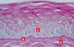 vue microscope - ulcere superficiel chronique cornee chien