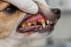 Lire la suite à propos de l’article Parodontite chien et chat : tartre, signes, soins et prévention