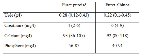 tableau - systeme urinaire furet