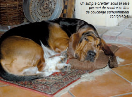 chien sur tapis au sol - descendre du canape