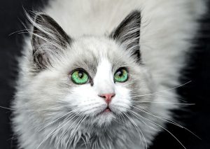 Cardiomyopathie Restrictive Feline Vetopedia Conseils Veterinaires Cardiomyopathie Restrictive Feline Vetopedia Conseils Veterinaires