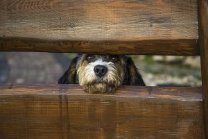 Lire la suite à propos de l’article Collapsus du larynx chez le chien