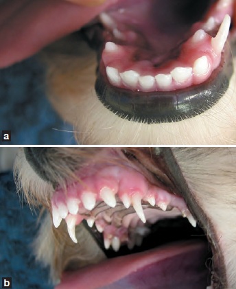 canines temporaires yorkshire - dentisterie jeunes chiens chats