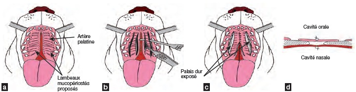 croquis technique chirurgicale - dentisterie jeunes chiens chats