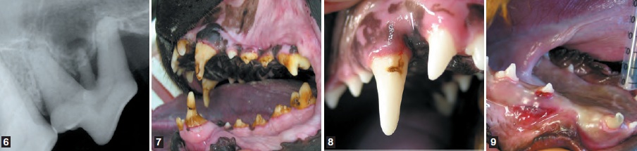 dentitions diverses - dentisterie jeunes chiens chats