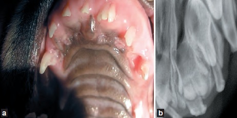 dentition fusion incisives - dentisterie jeunes chiens chats