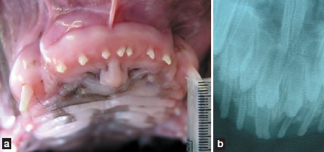 dentition jeune boxer - dentisterie jeunes chien chats