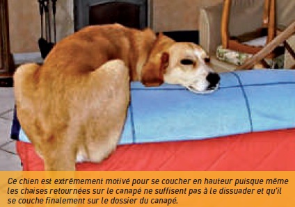 chien couche canapé