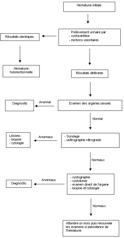 hematurie arbre decisionel