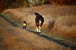 Lire la suite à propos de l’article Hématurie chez le chien et le chat