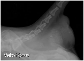 radio rectum chien - hernie perineale