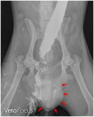 radio rectum chien - hernie perineale