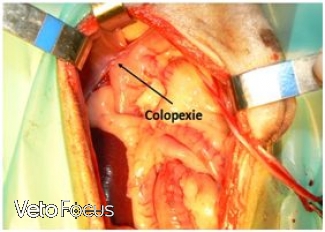 intervention colon chien - hernie perineale