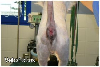 rectum chien - hernie perineale