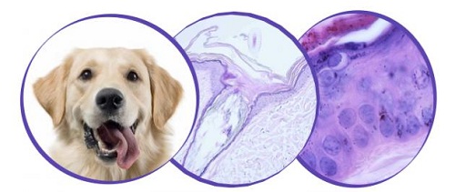 tete golden retriever et vues microscopiques epiderme - ichtyose