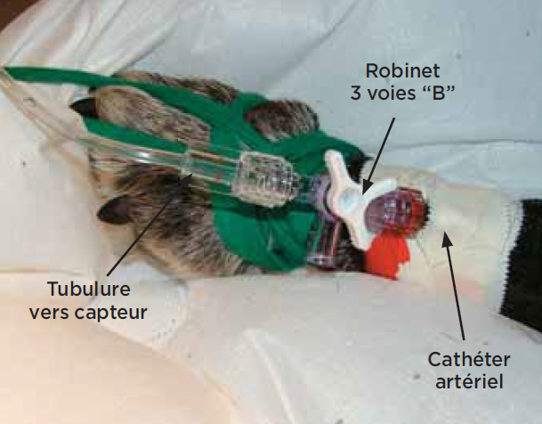 catheter patte chien - mesure pression arterielle