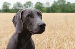 Lire la suite à propos de l’article Pancréatite aigüe chez un chien