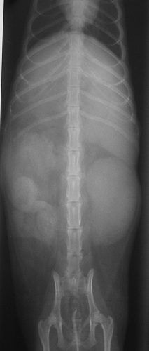 radio abdominale - systeme urinaire furet