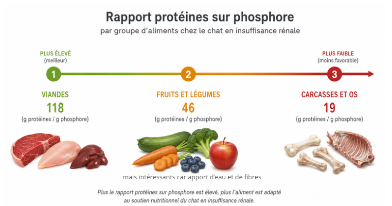 Rapport protéines sur phosphore par groupe d'aliments chez le chat en insuffisance rénale
