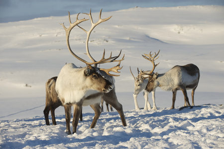 Rennes dans la neige - animaux quiz fin d'annee