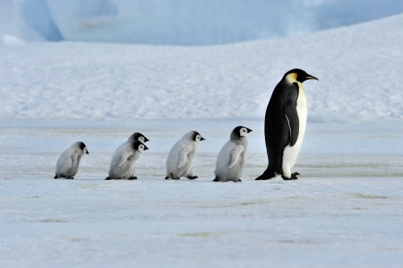 manchot empereur et petits en Antarctique - animaux quiz fin d'année