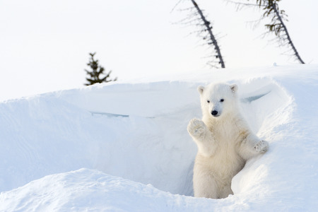 De quelle couleur est la peau de l'ours blanc ? Quizz de fin d'année