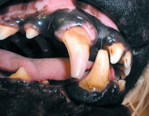 necrose pulpaire canine - traumatismes dentaires
