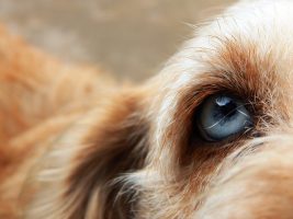 Lire la suite à propos de l’article Nouvelle thérapeutique d’un ulcère cornéen chez le chien