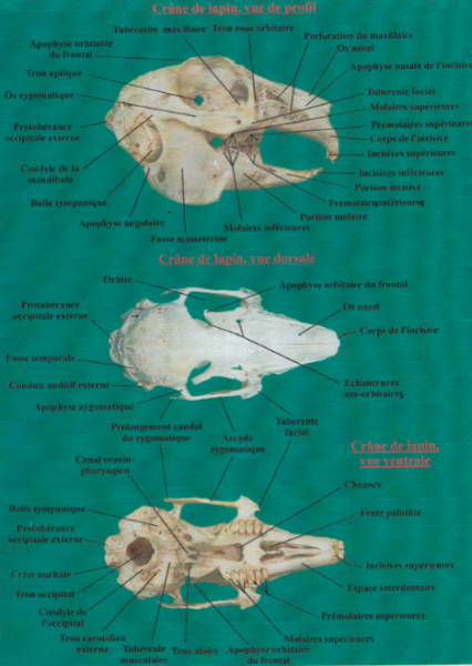 schema crane lapin - anatomie dentaire